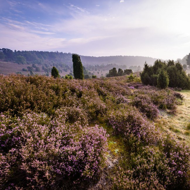 Totengrund in de ochtend, © Lüneburger Heide GmbH/ Markus Tiemann