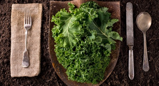 boerenkool, © AdobeStock