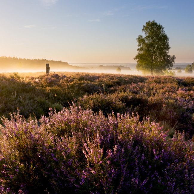 Zonsopgang op de Wietzer Berg op de Lüneburger Heide, © Lüneburger Heide GmbH