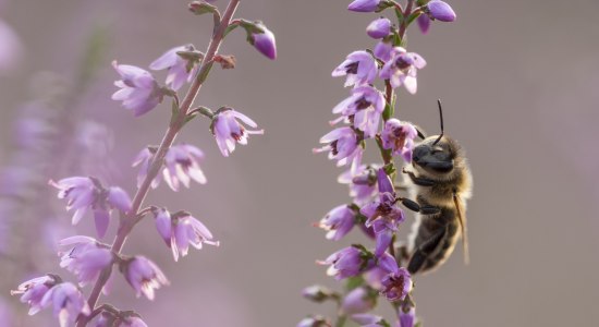  Honingbij op heidebloesem, © TourismusMarketing Niedersachsen GmbH / Dieter Damschen