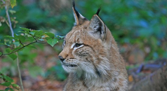 De lynx is terug in de Harz NL, © Nationalpark Harz / Siegfried Richter