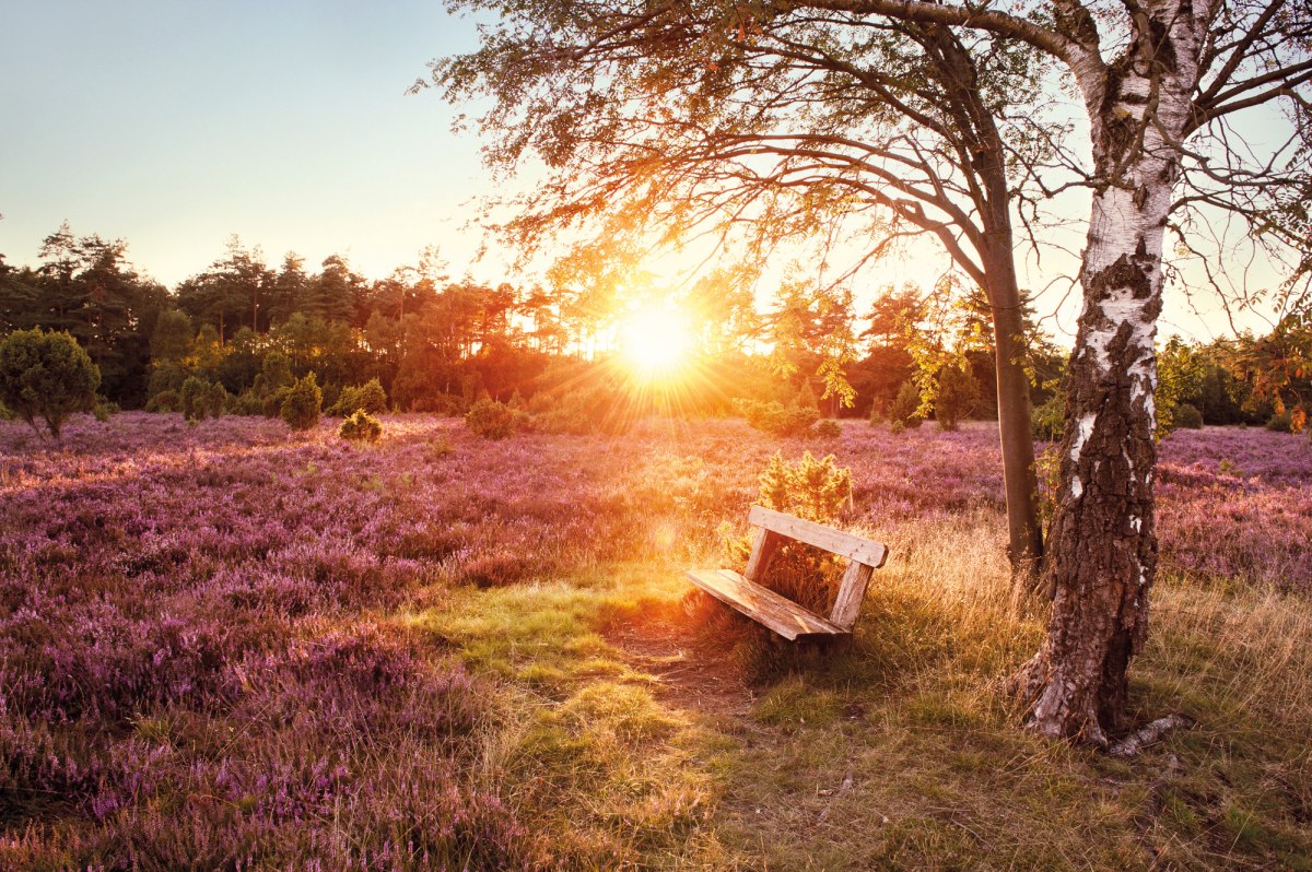 een bank in de Lüneburger Heide , © Lüneburger Heide GmbH