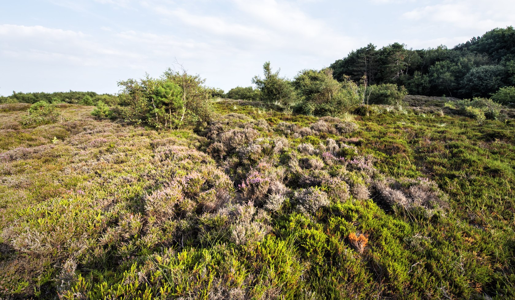 Heidebloesem Cuxhaven, © Cuxland-Tourismus / Florian Trykowski