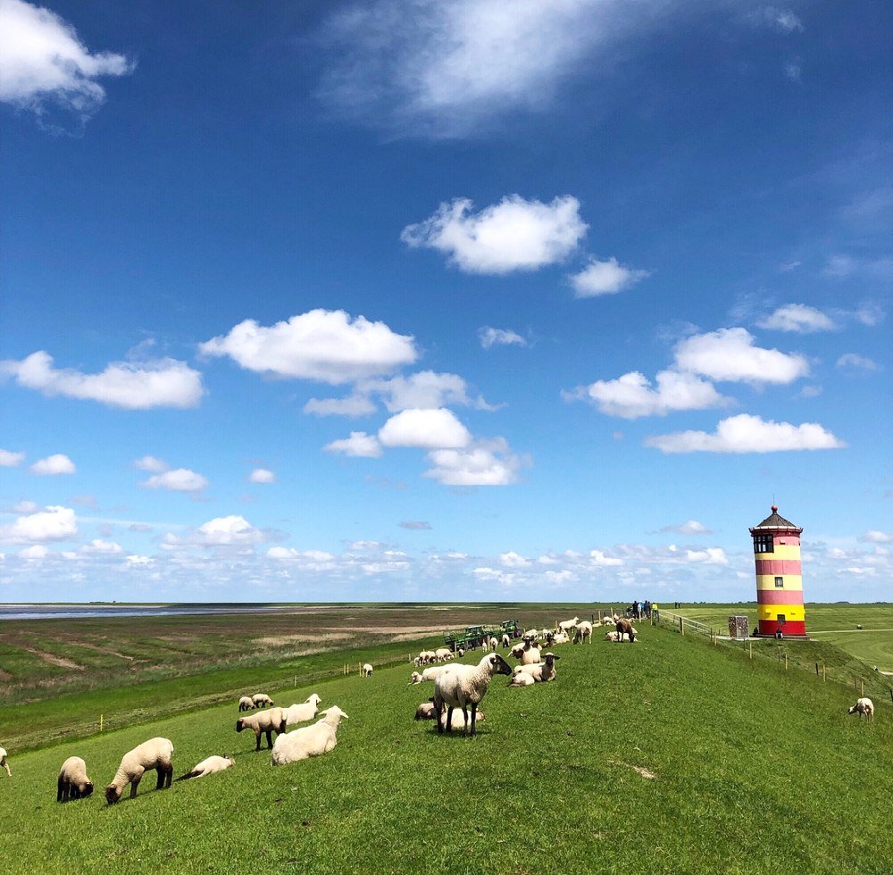 Schapen bij de dijk en vuurtoren op de achtergrond, © Bijzonder Plekje / Marleen Brekelmans