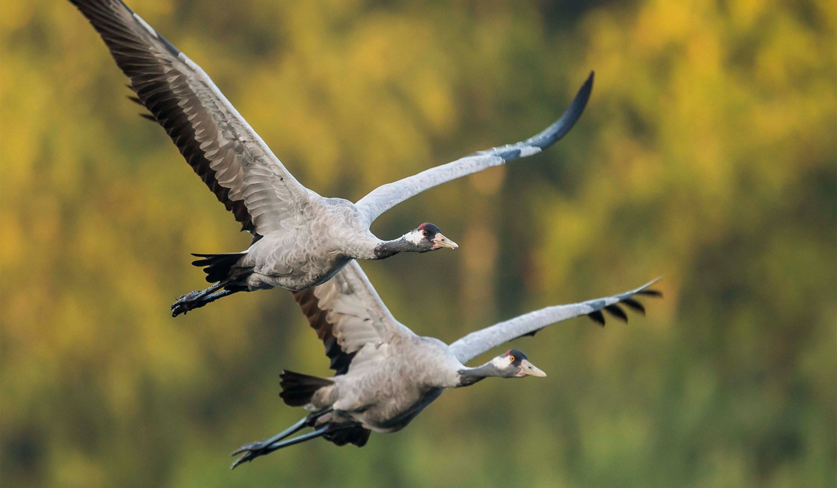 Vliegende kranen, © wild-woanders.com / Dieter Damschen