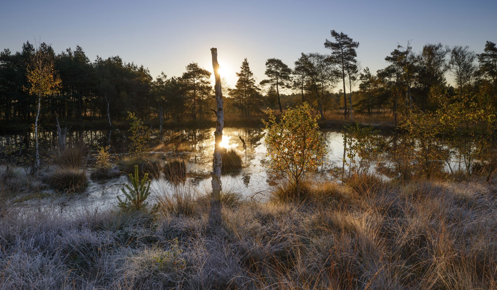 Pietzmoor bij Schneverdingen in het ochtendlicht met rijp op de planten, © Bildagentur Huber/ Andreas Keil