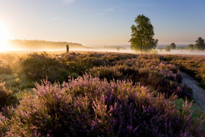 Zonsopgang op de Wietzer Berg op de Lüneburger Heide, © Lüneburger Heide GmbH