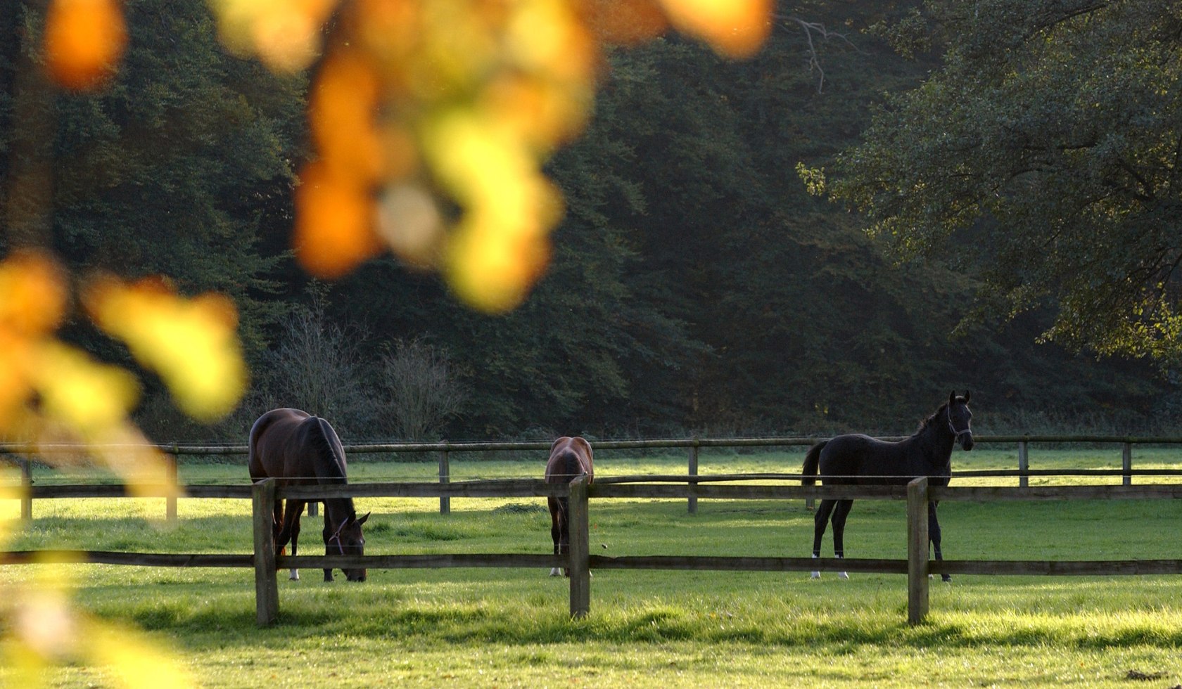 Paardenweide, © Verbund Oldenburger Münsterland/ Matthias Niehues