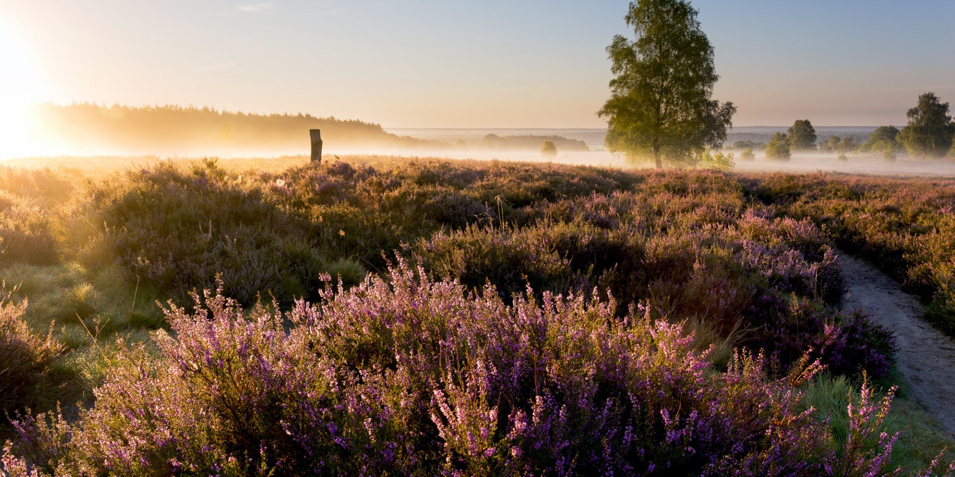 Zonsopgang op de Wietzer Berg op de Lüneburger Heide, © Lüneburger Heide GmbH