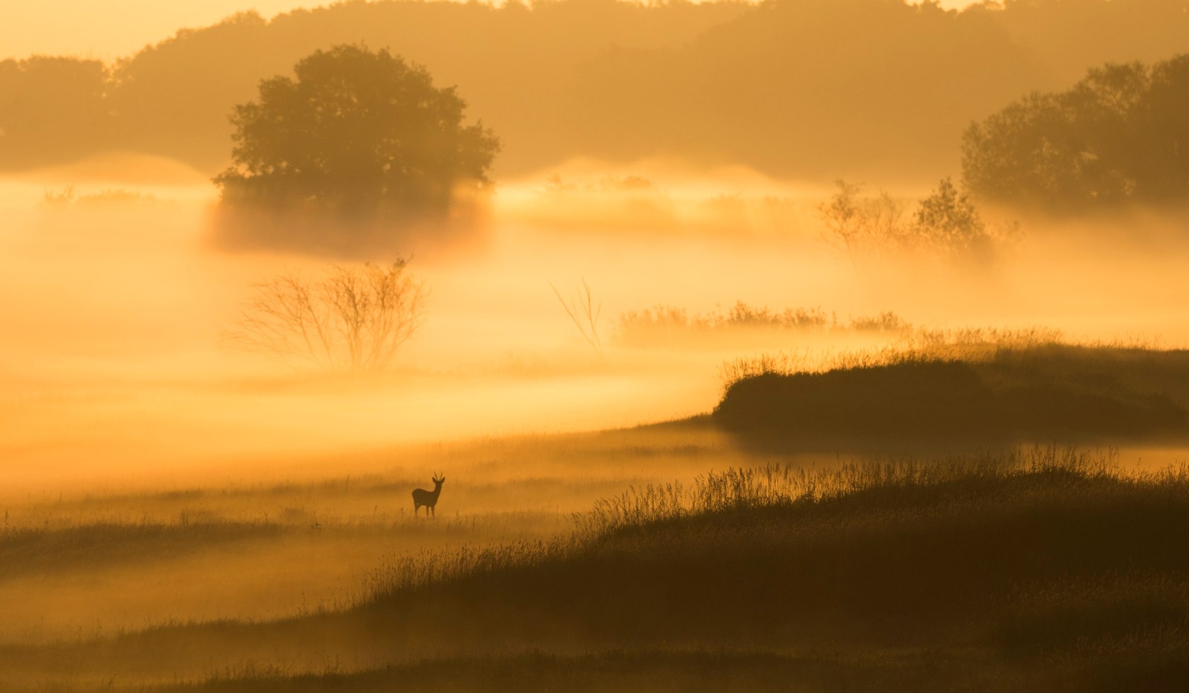 Herten in het ochtendveld, © TMN / Dieter Damschen