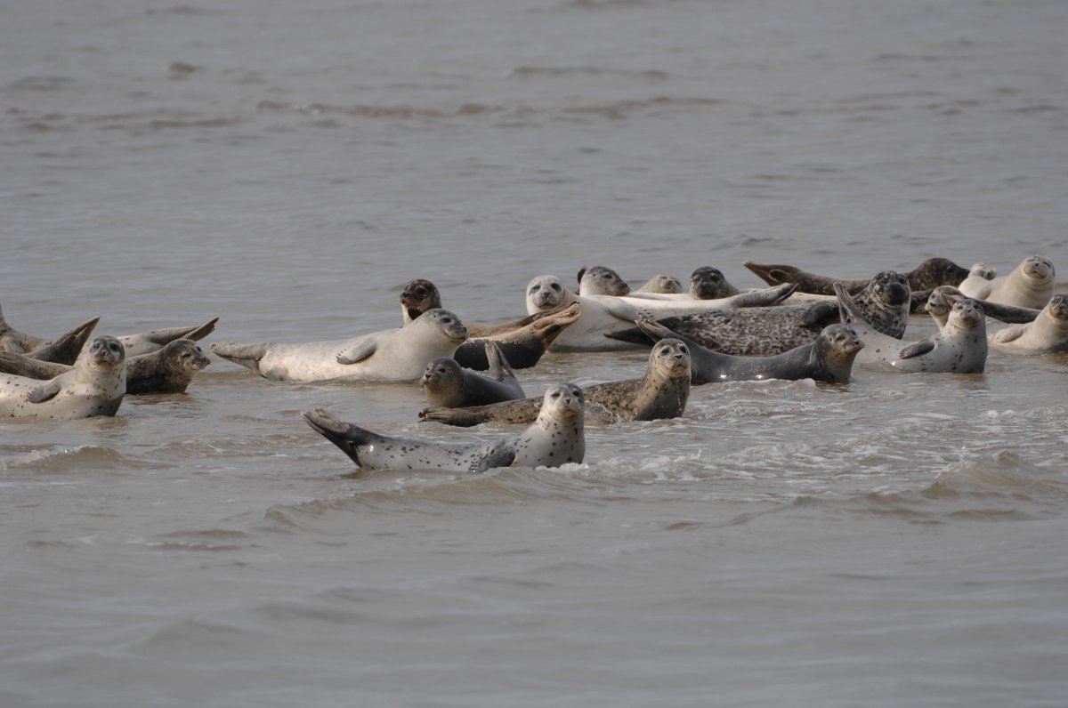 Zeehonden in de zomer , © Pascal Skwara Zeehonden in de zomer , © Pascal Skwara
