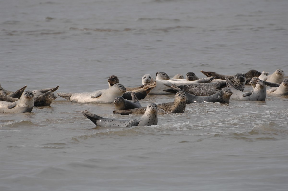 Zeehonden in de zomer , © Pascal Skwara