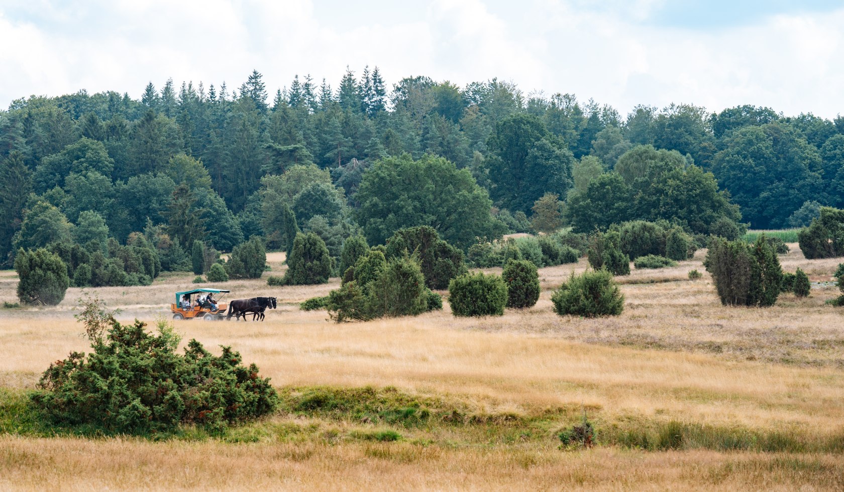 Huifkartocht Lüneburger Heide, © TourismusMarketing Niedersachsen GmbH