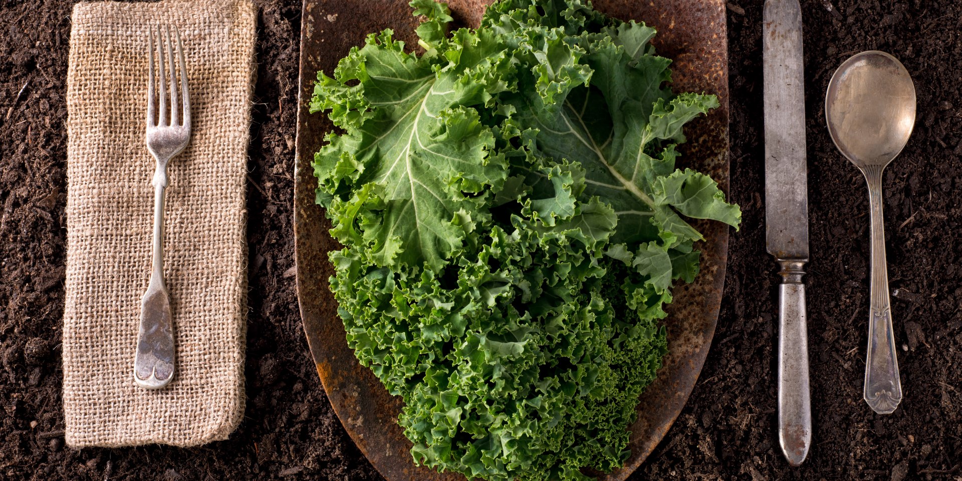 boerenkool, © AdobeStock boerenkool, © AdobeStock