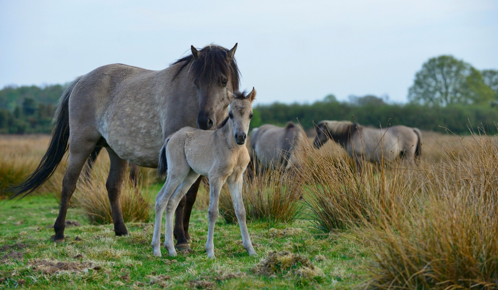 Merrie staat met veulen in het natuurgebied in Emsland, © Dieter Schinner 