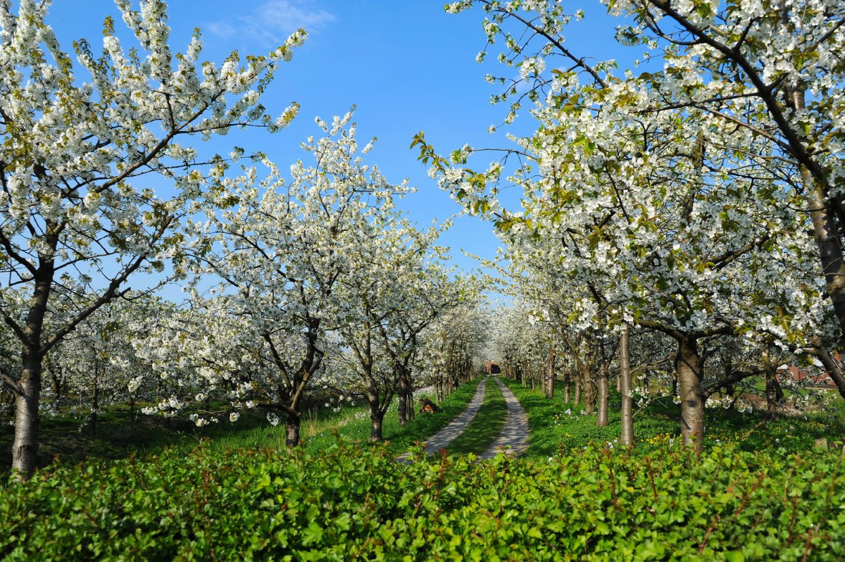 Bloeiende fruitbomen, © Tourismusverband LK Stade/Elbe e. V./ Martin Elsen Bloeiende fruitbomen, © Tourismusverband LK Stade/Elbe e. V./ Martin Elsen