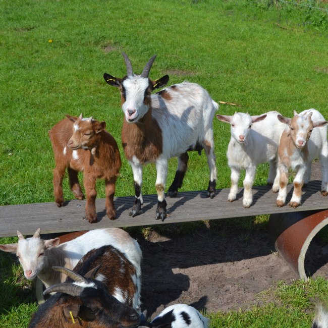 Goats, © Arbeitsgemeinschaft Urlaub und Freizeit auf dem Lande e.V. Niedersachsen