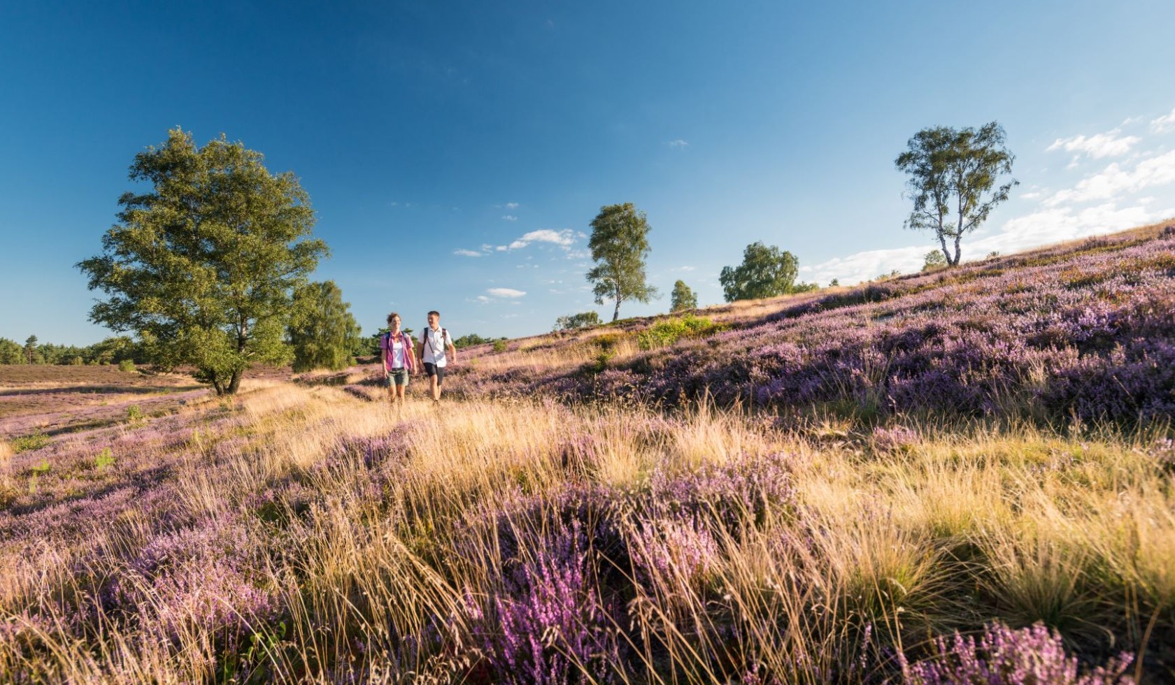 Wandelen op de Lüneburger Heide, © Tourismusmarketing Niedersachsen GmbH 
