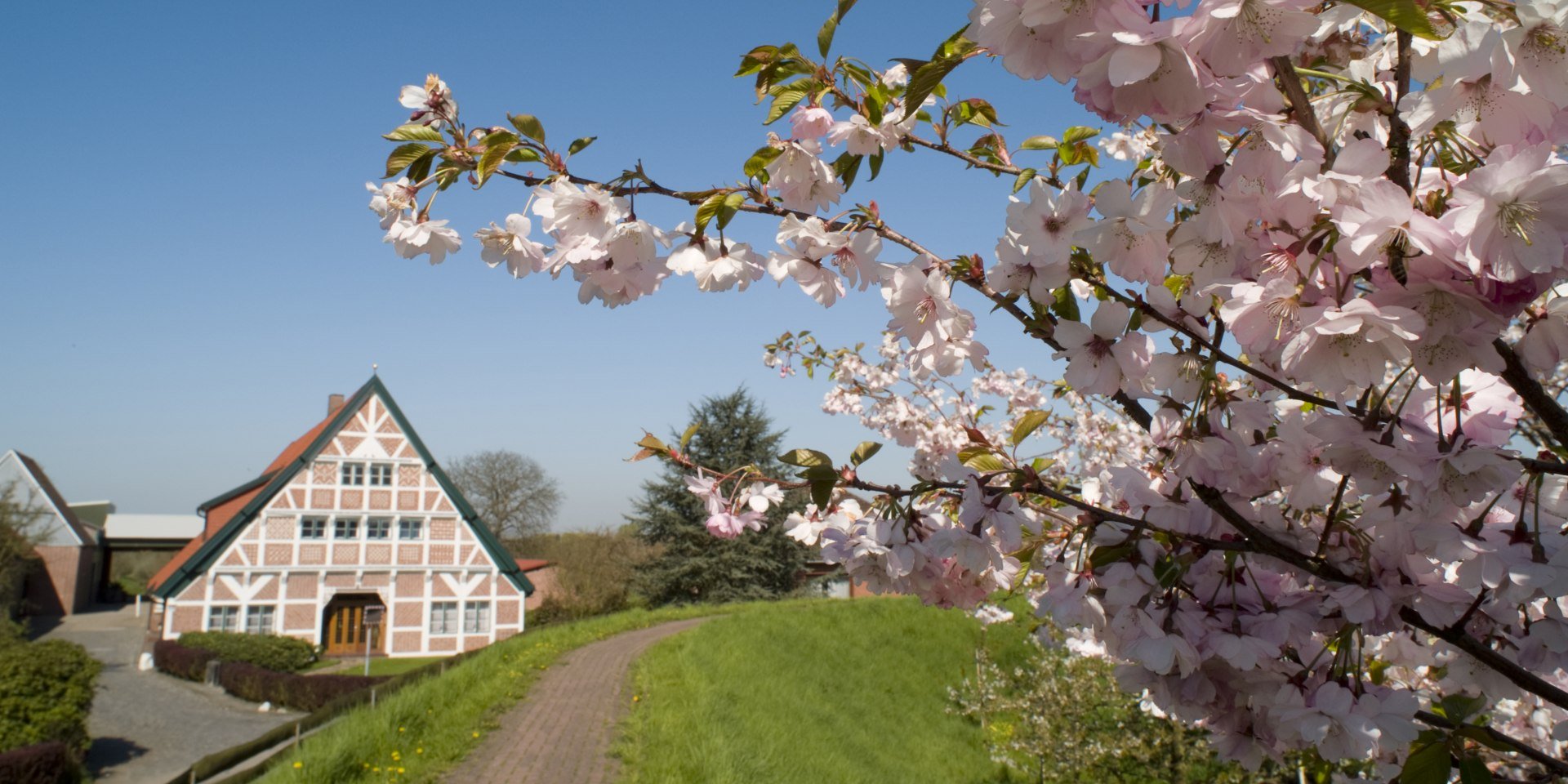 Kersenbloesem met kader, © Tourismusverein Altes Land e.V.