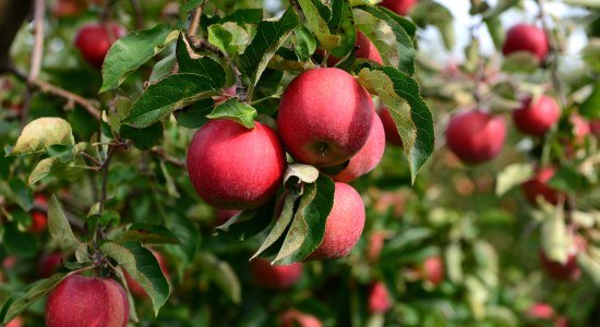 appelboom, © Tourismusverband LK Stade/Elbe e.V. / Martin Elsen