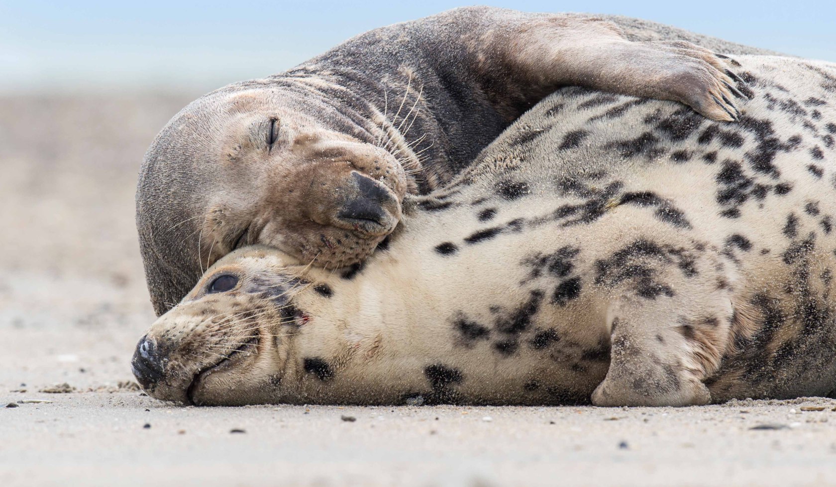 Twee grijze zeehonden, © Willi Rolfes