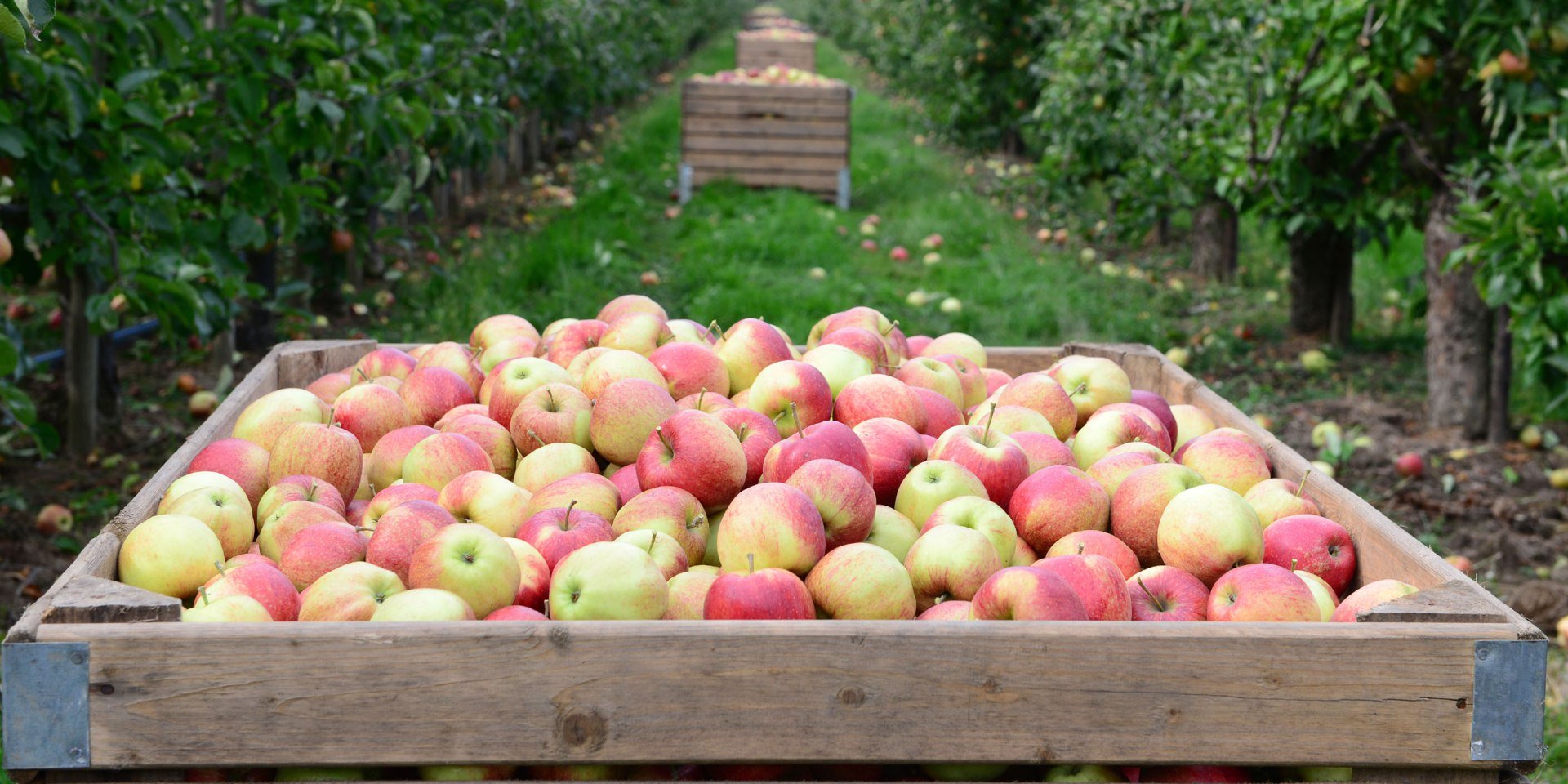 Vers geplukte appels, © Tourismusverband LK Stade/Elbe e. V./ Martin Elsen