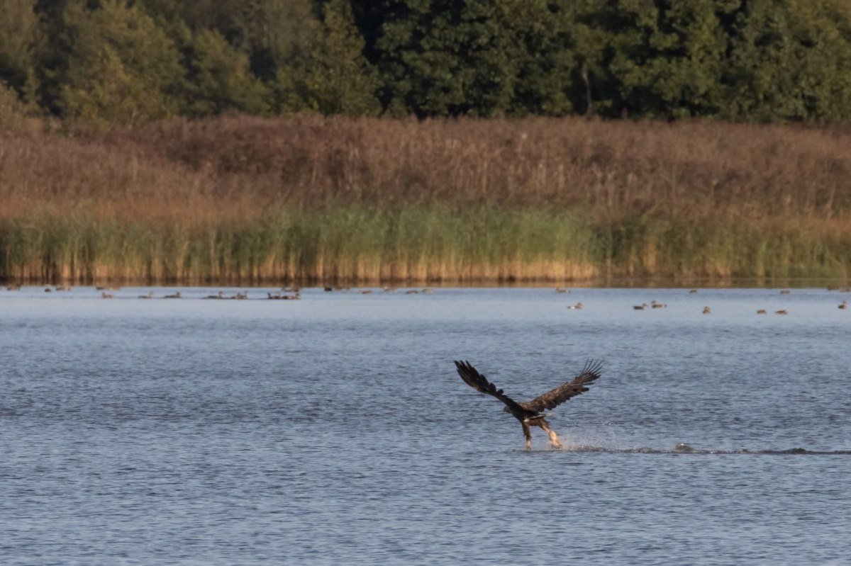 Zeearend bij het Steinhuder Meer, © Bernd Wolter