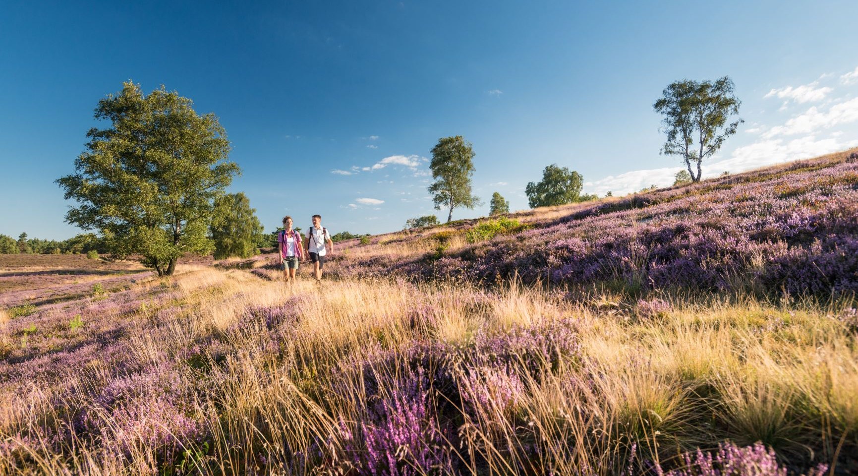 Wandelen op de Lüneburger Heide, © Tourismusmarketing Niedersachsen GmbH 