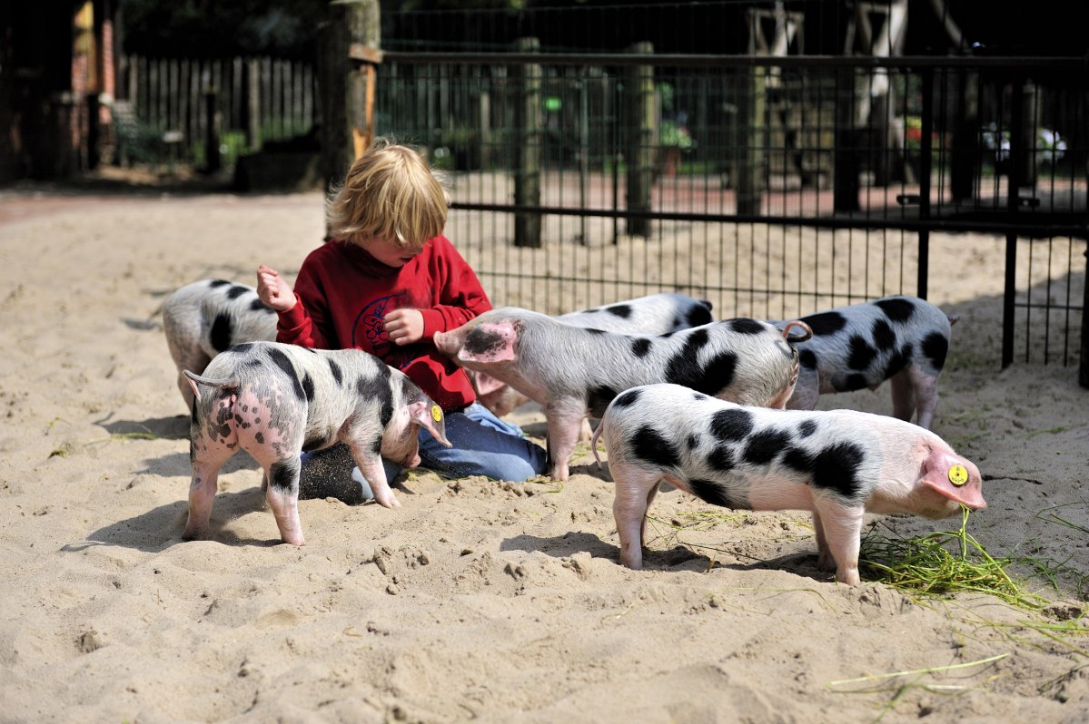 Kinderen aaien biggetjes in de dierentuin van Nordhorn, © Tierpark Nordhorn gGmbH/ Franz Frieling