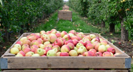 Vers geplukte appels, © Tourismusverband LK Stade/Elbe e. V./ Martin Elsen