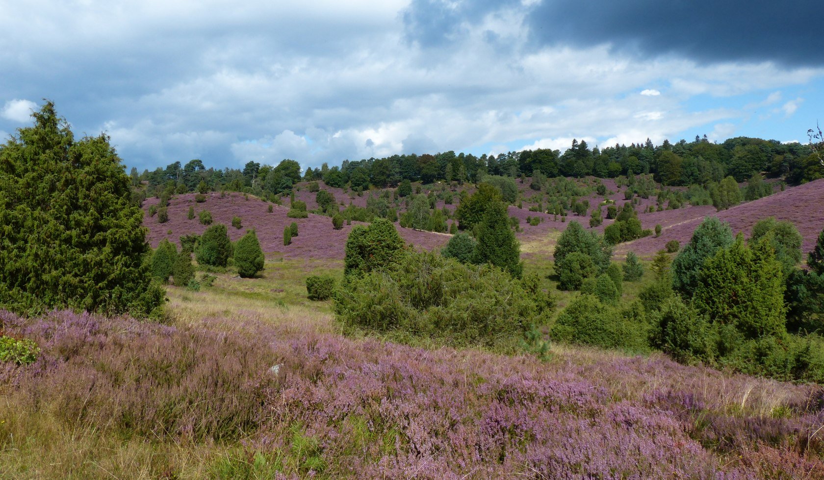 Heide, © Naturpark Lüneburger Heide