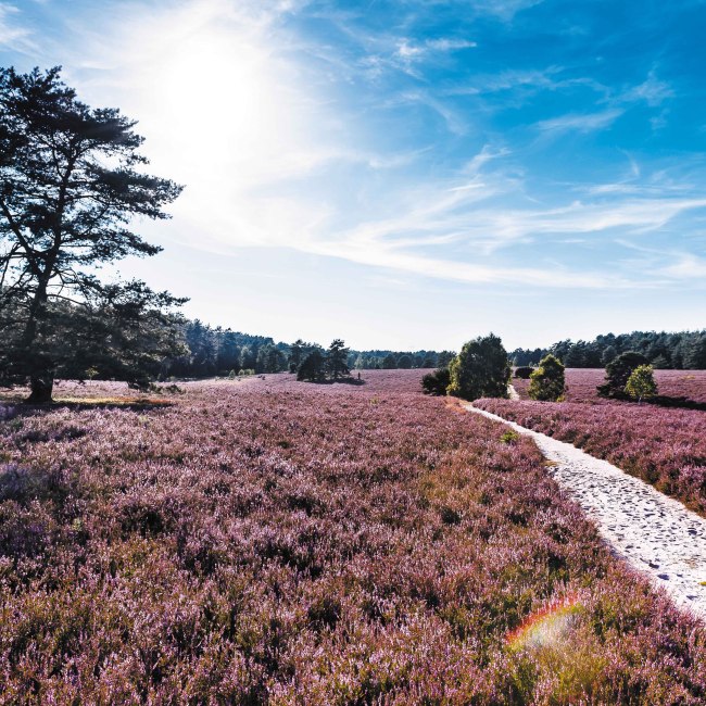 Uitzicht op de Misselhorn Heide, © Lüneburger Heide GmbH