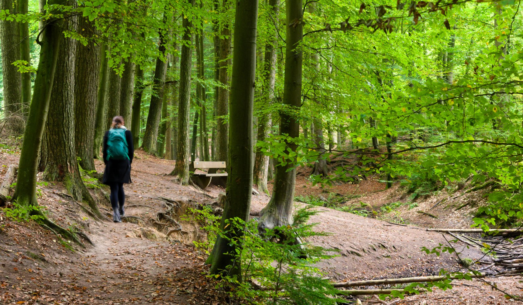 Zwickenbachtal Meller Berge, © TourismusMarketing Niedersachsen GmbH/Janna Kamphof