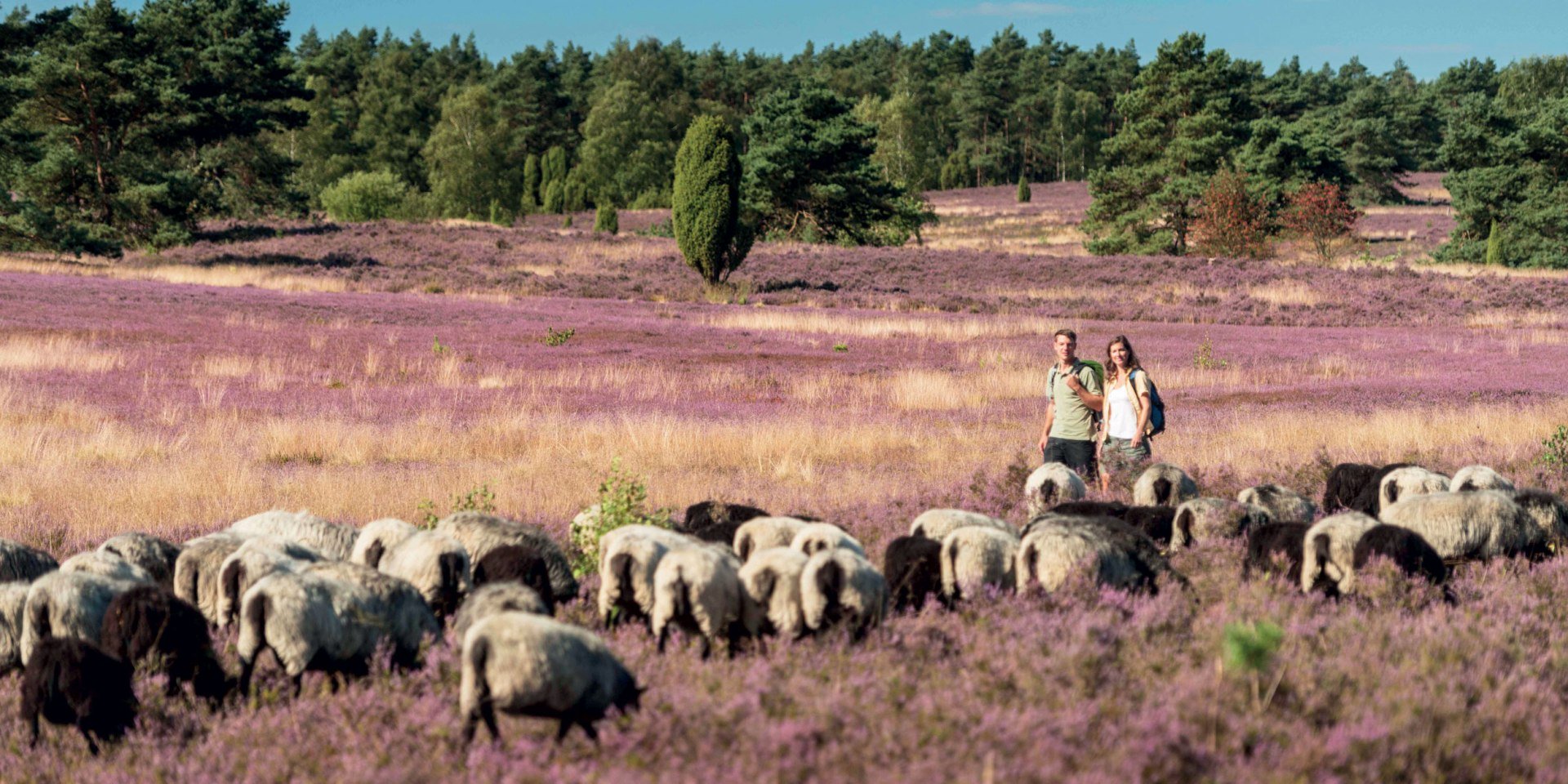 wandelen op de Lüneburger Heide, © Lüneburger Heide GmbH/ Dominik Ketz