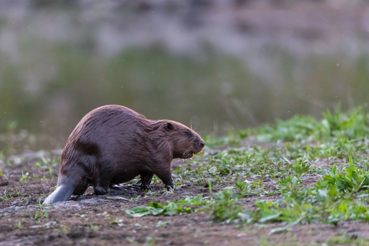 Bever aan de oever van de rivier, © Jürgen Borris