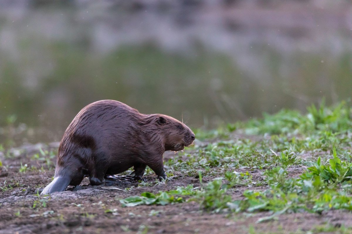 Bever aan de oever van de rivier, © Jürgen Borris Bever aan de oever van de rivier, © Jürgen Borris