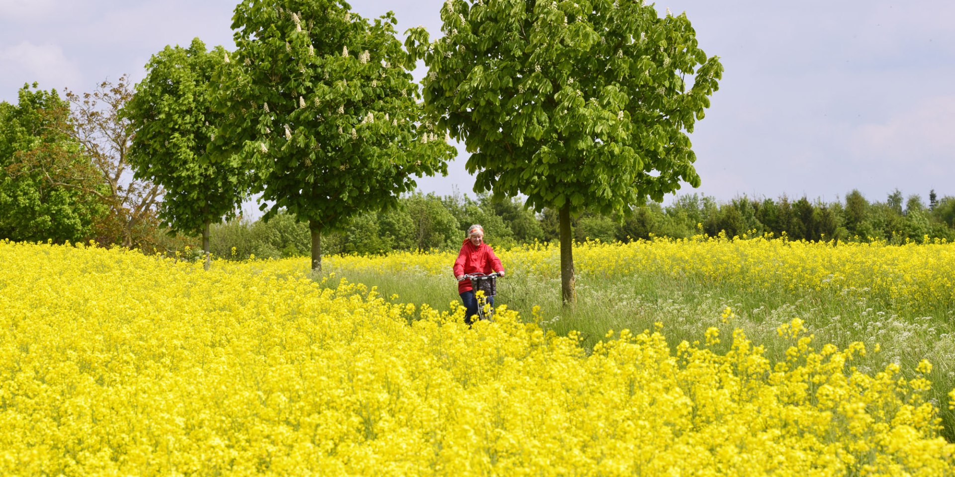 fietsen in Rapsfeld, © Tourismusverband Osnabrücker Land e.V./ Dieter Schinner