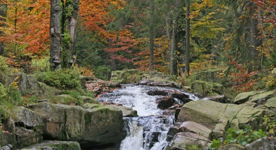 Bergbeek Kalte Bode bij Braunlage, © Nationalpark Harz/ Siegfried Richter