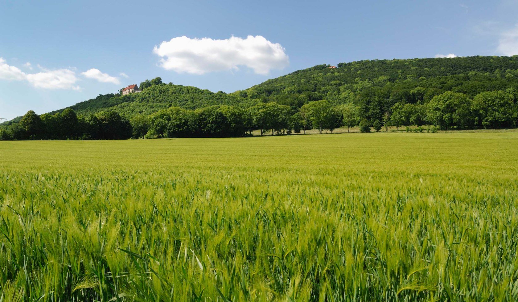 Gerstveld met kasteel Schaumburg, © Touristikzentrum Westliches Weserbergland / Kurt Gilde