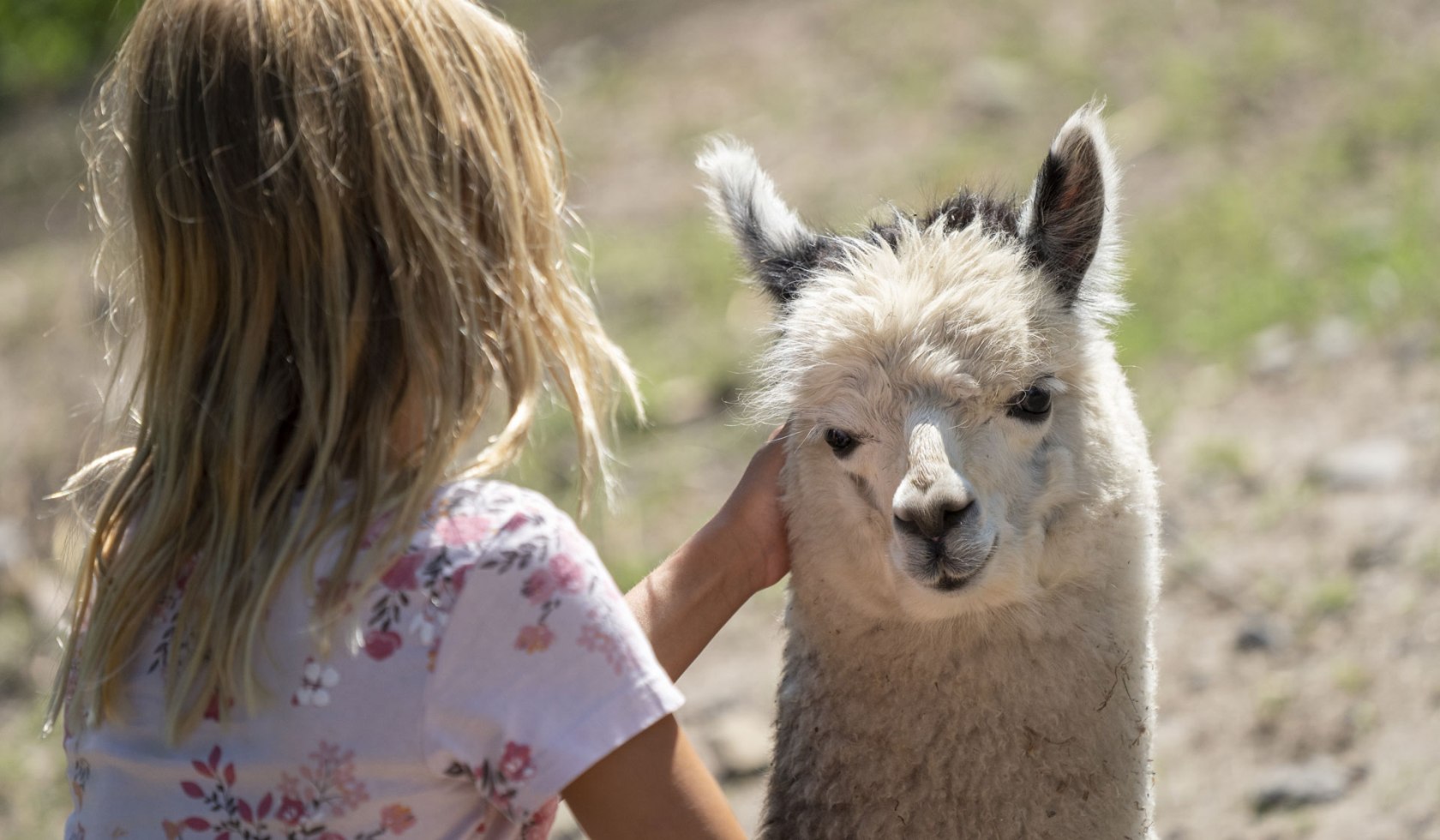 caress safari, © Serengeti-Park Hodenhagen GmbH