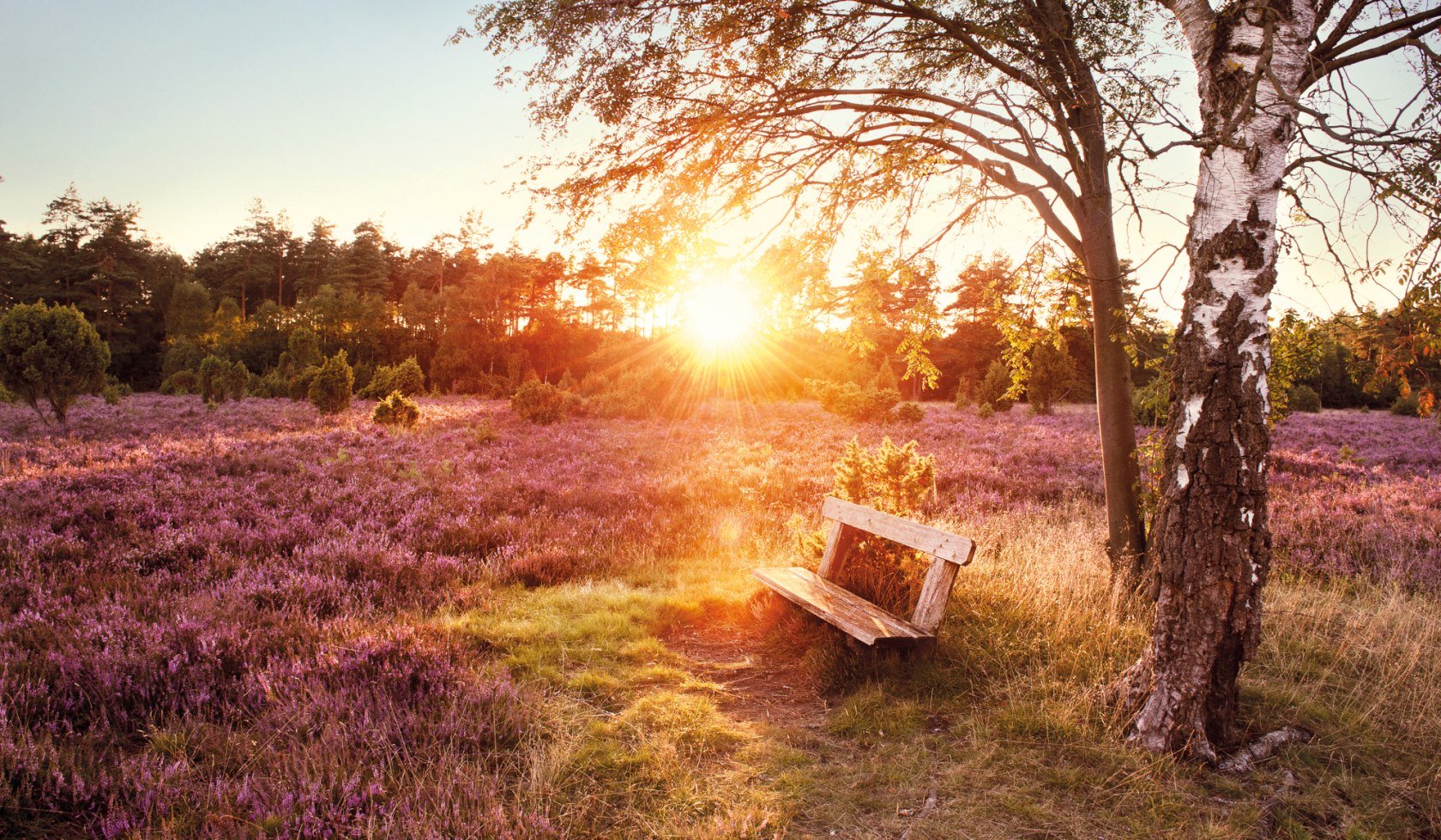 een bank in de Lüneburger Heide , © Lüneburger Heide GmbH