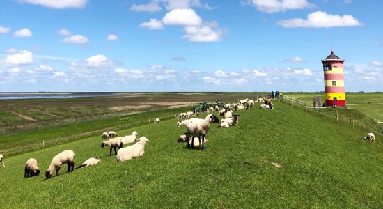 Schapen bij de dijk en vuurtoren op de achtergrond, © Bijzonder Plekje / Marleen Brekelmans