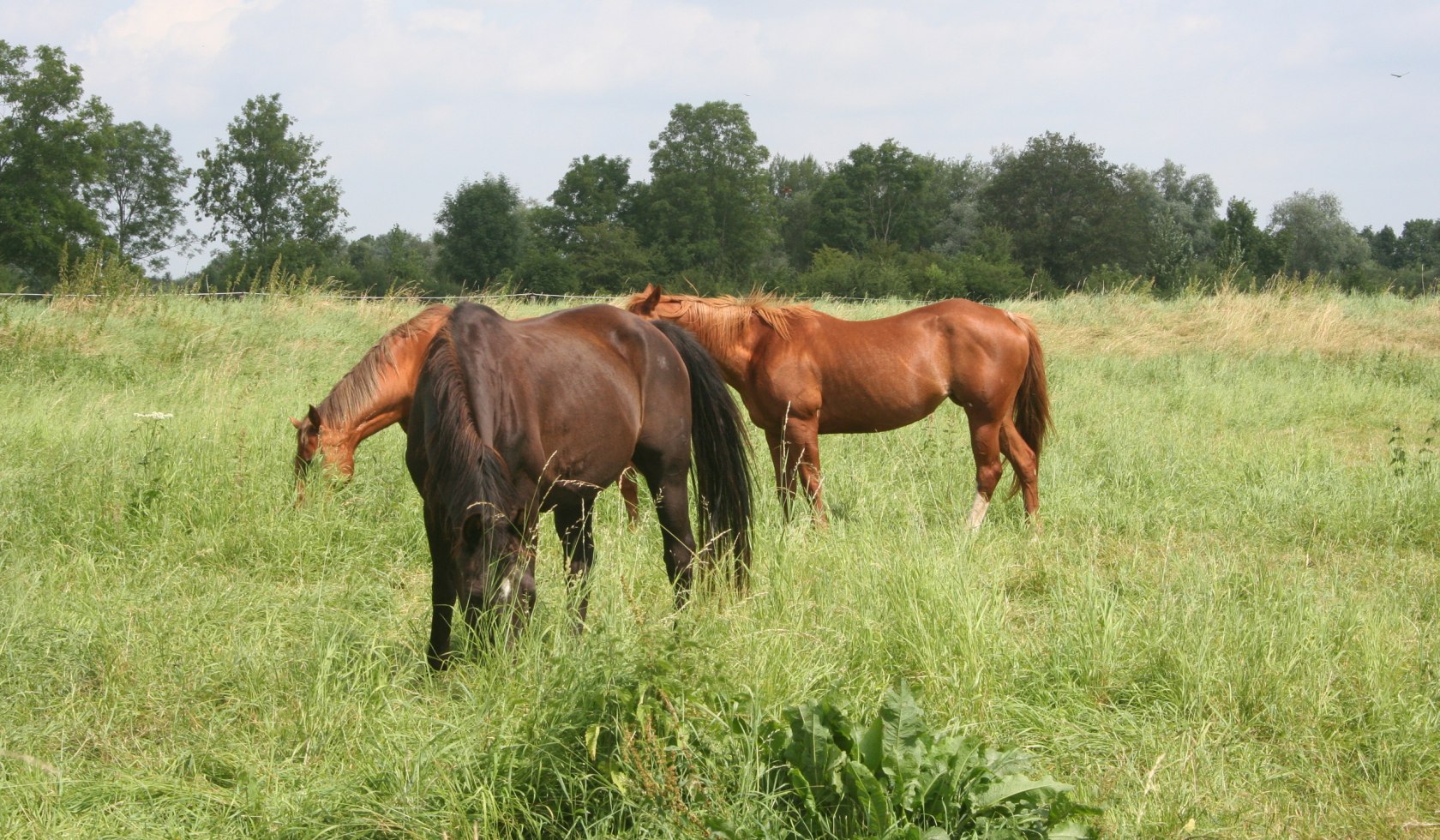 Paardenweide, © Mittelweser Touristik GmbH