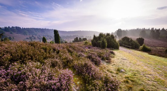 Totengrund in de ochtend, © Lüneburger Heide GmbH/ Markus Tiemann