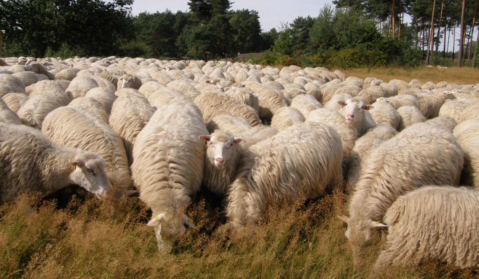 Schapen, © DümmerWeserLand-Touristik / Rolf Hedemann