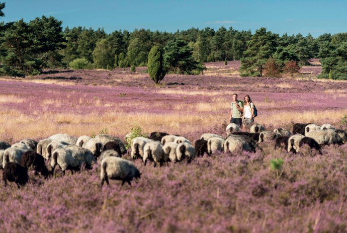 wandelen op de Lüneburger Heide, © Lüneburger Heide GmbH/ Dominik Ketz