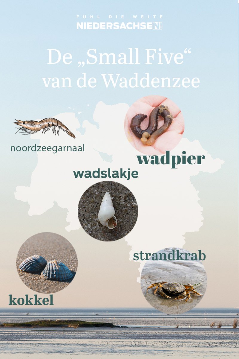 De Small Five van de Waddenzee De Small Five van de Waddenzee