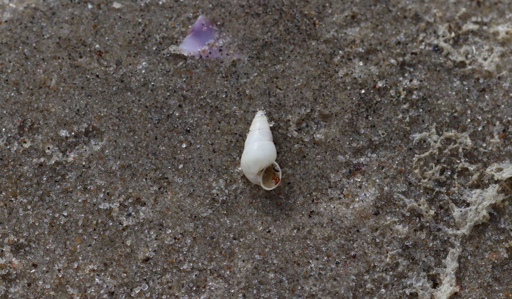 Het wadslakje, © Nationalparkverwaltung „Niedersächsisches Wattenmeer“/Benedikt Wiggering