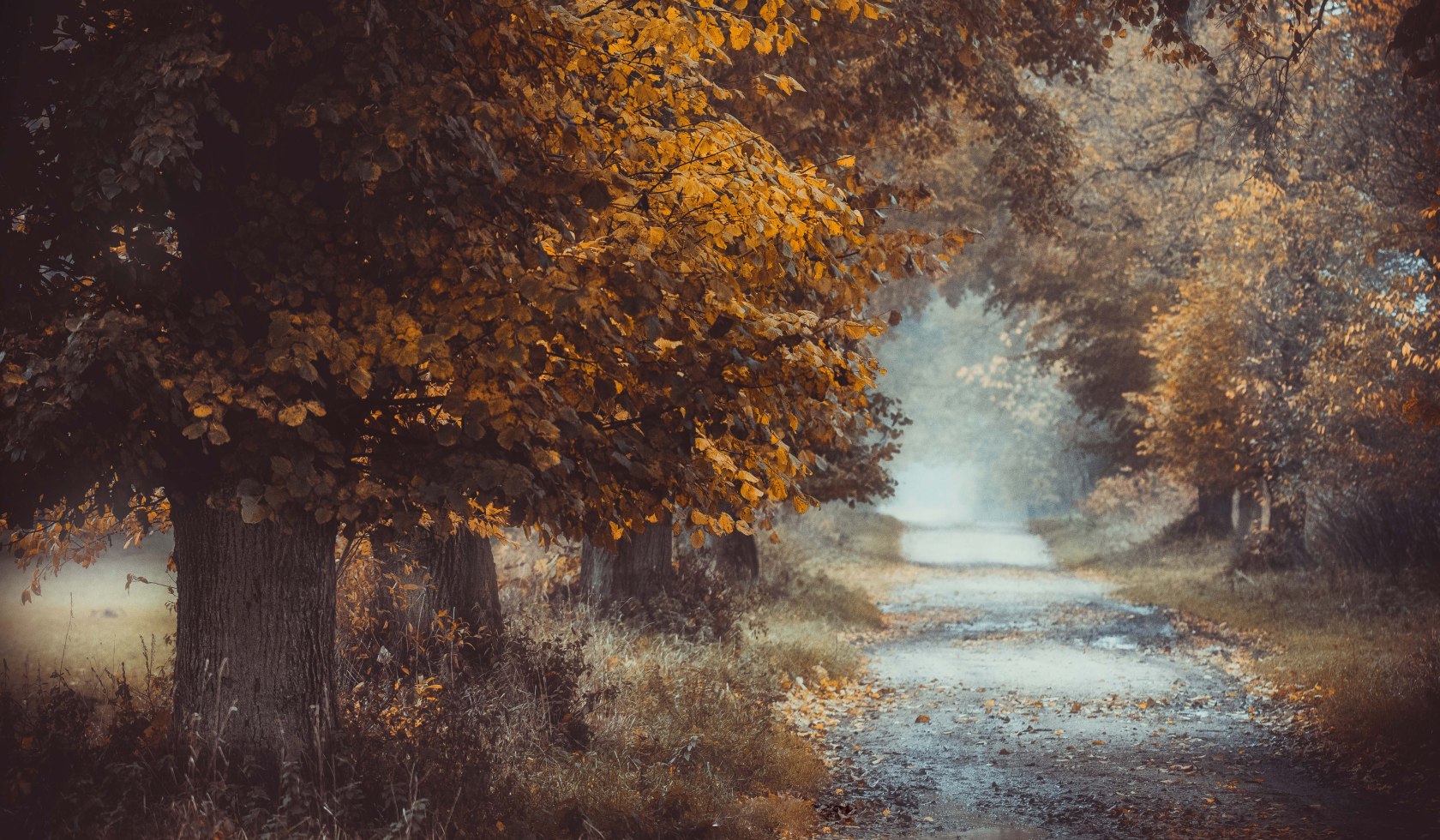 Bladverliezende bomen aan de kant van de weg in het natuurpark Hümmling, © Emsland Tourismus GmbH / Anja Poker