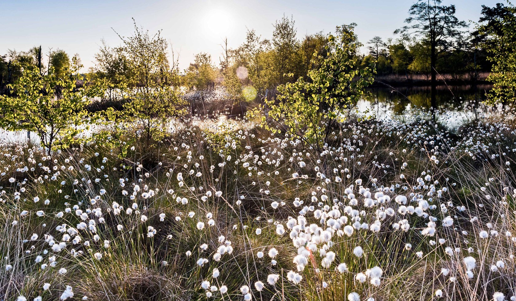 Wolgrasbloesem in de Pietzmoor, © Lüneburger Heide GmbH / Markus Tiemann